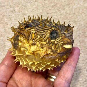 Taxidermy Dried Small Puffer Porcupine Blow Fish Nautical Decor UNIQUE